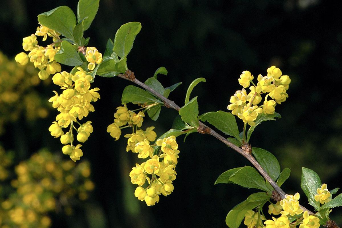 Berberin – wissenschaftlich belegte Wunderwaffe im Stoffwechsel - PDB Onlineshop