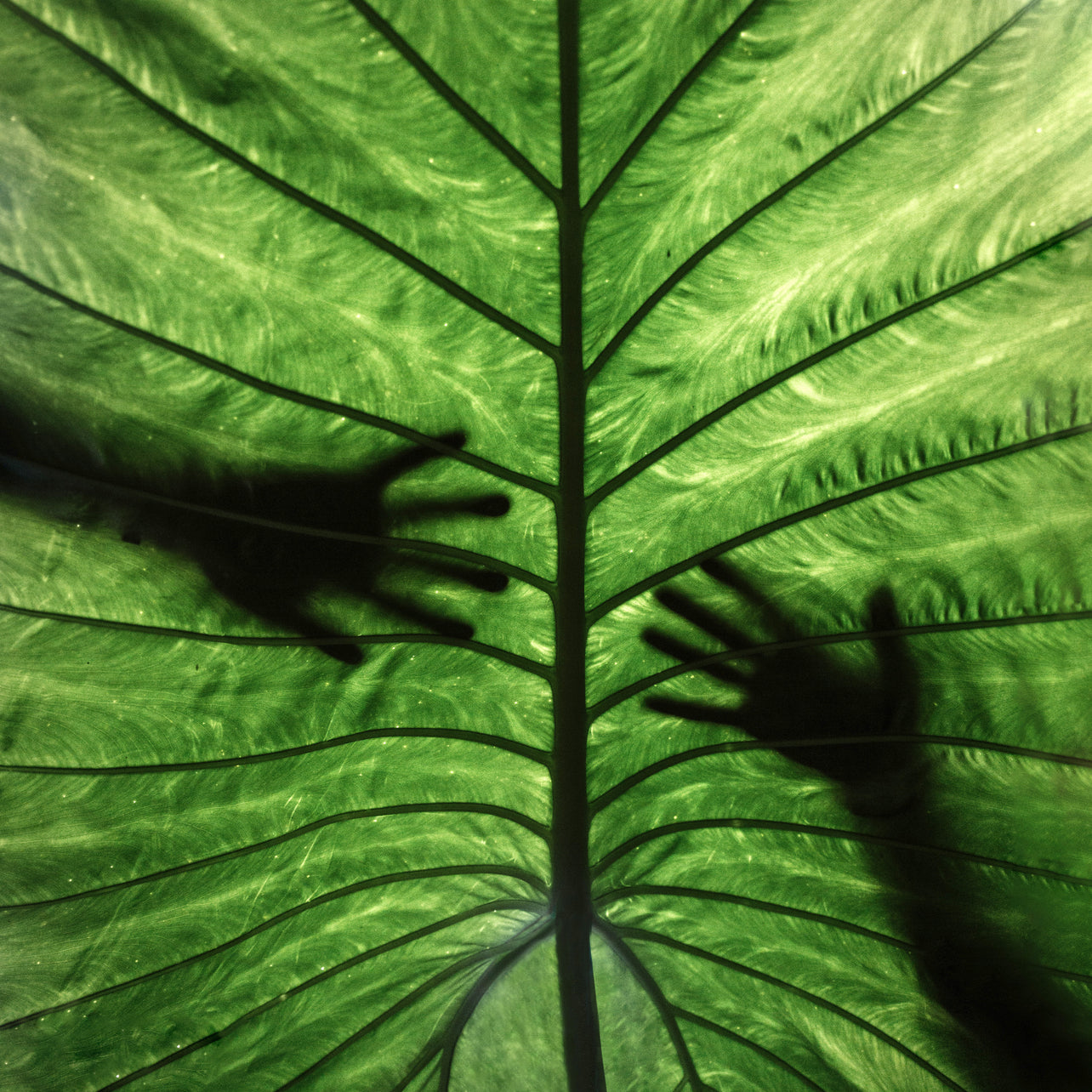 Schatten zweier Hände hinter einem großen, grünen Blatt – Symbol für Natürlichkeit, Lebenskraft und Verbindung zur Natur.