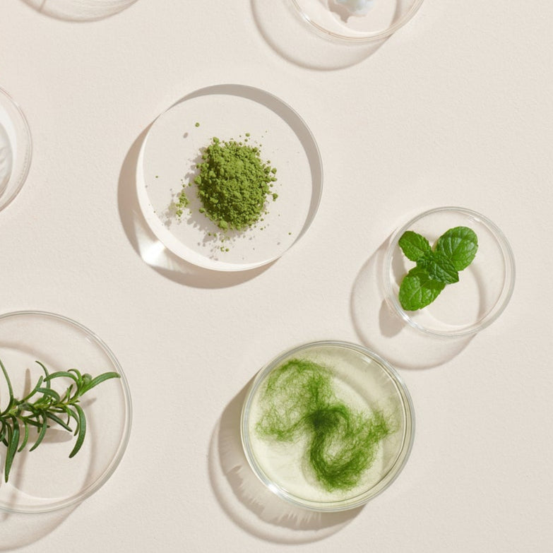 Natürliche Wirkstoffe und grüne Pflanzenextrakte in transparenten Schalen – Reinheit und wissenschaftliche Präzision der PDB Supplements